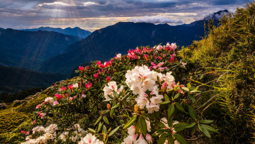 Картинка природа горы рододендроны вечер зелень цветение облака весна небо цветы лучи пейзаж склон