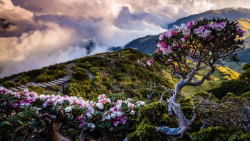 Картинка природа горы ступени цветение холмы пейзаж облака грандиозно туман кусты вид весна цветы лестница спуск деревце рододендроны пасмурно