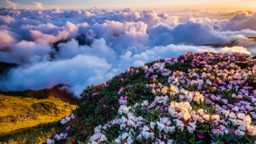 Картинка природа облака грандиозно пейзаж горы цветы красота небо весна туман холм кусты рододендроны вид цветение
