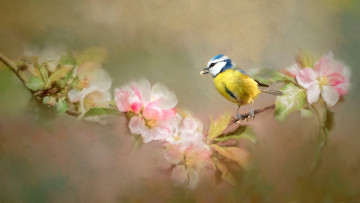 Картинка рисованное животные цветы арт птичка листья рисунок цветение синица ветка размытый яблоня нежно фон живопись синичка мазки птица мило весна