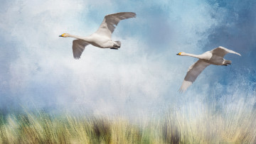 Картинка рисованное животные птицы рисунок поле летят гуси облака крылья полёт арт гусь живопись белые синева полет голубое небо трава