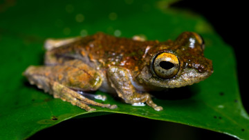 Картинка животные лягушки лягушка черный фон макро лист земноводные зеленый желтоглазая рыжая амфибии листок
