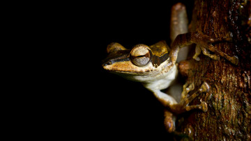 Картинка животные лягушки полосатая дерево лягушка лапки черный фон кора сидит глаза макро амфибии земноводные рыжая зрачки смотрит