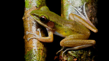 Картинка животные лягушки поза сидит кора макро амфибии земноводные ветки дерево салатовая лягушка лапки черный фон зеленая глаза