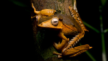 Картинка животные лягушки сидит оранжевая полоски макро земноводные черный фон кора расцветка глаза амфибии рыжая зрачки яркая смотрит дерево лягушка лапки
