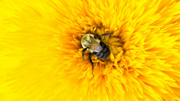 обоя животные, пчелы,  осы,  шмели, цветок, желтый, пчела, насекомое, лепестки, шмель, макро