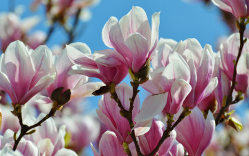 Картинка цветы магнолии бутоны ветки небо весна куст цветение буйное лепестки дерево кустарник магнолия цветки красота