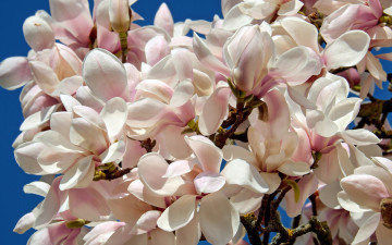 Картинка цветы магнолии весна небо голубое лепестки белые кустарник магнолия много цветки бутоны ветки куст цветение буйное дерево флора красота