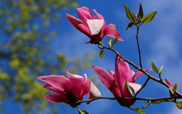 Картинка цветы магнолии весна розовые небо трио голубое лепестки синева кустарник природа магнолия цветки бутоны ветки куст цветение дерево флора красота