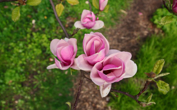 Картинка цветы магнолии весна трава розовые куст цветение зелень дерево кустарник бутоны сад магнолия ветка цветки