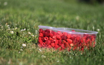 Картинка еда малина контейнеры трава лето урожай природа коробочки лужайка зелень настроение вкусно ягоды поляна размытие цветы