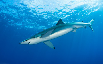 Картинка животные акулы рыба подводный мир толща воды рыбы голубая акула обитатели морей фауна фон свет подводная съёмка океан голубой вода море под водой