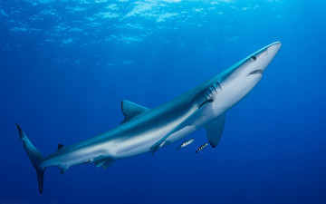 Картинка животные акулы свет сквозь толщу воды голубая акула обитатели морей фауна подводная съёмка океан вода море под водой