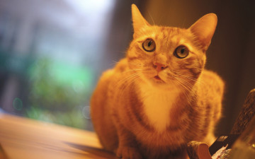 Картинка животные коты красавчик кошка стена сидит рыжий портрет глаза взляд кот выражение стол окно фон подставка выразительный мордашка котэ помещение фотосессия