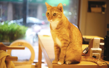 Картинка животные коты окно боке секьюрити офисный работник личный охранник гаджеты электроника техника помещение офис стул кот взгляд рыжий сидит кошка стол