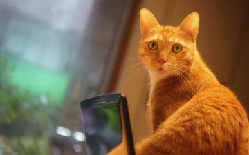 Картинка животные коты удивление помещение котэ смартфон телефон фотосессия гаджет кот взгляд стена рыжий классный кошка портрет окно выражение мордашка мобильник мобильный
