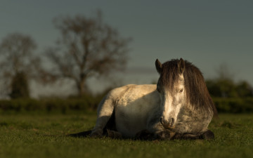 Картинка животные лошади пастбище деревья спокойствие пегий морда настроение поле лошадь газон конь небо трава лежит кони свет отдых природа луг лето