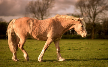 Картинка животные лошади природа свет кони тучи белогривый конь поляна освещение лето небо поле трава лужайка облака лошадь газон солнечно гнедой деревья персиковый луг