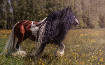 Картинка животные лошади шикарная грива конь роскошная природа лошадь прогулка луг лето деревья заросший волосы красавец цветы пегий хвост длинные