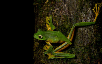 Картинка животные лягушки поза лапки дерево лягушка амфибии земноводные макро черный фон кора зеленая глаза