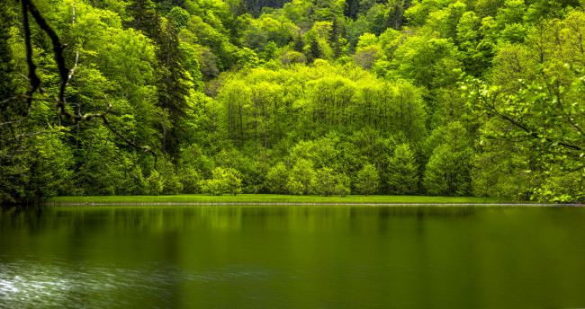 Обои картинки фото природа, реки, озера, река, деревья, лес, вода, отражение, листья