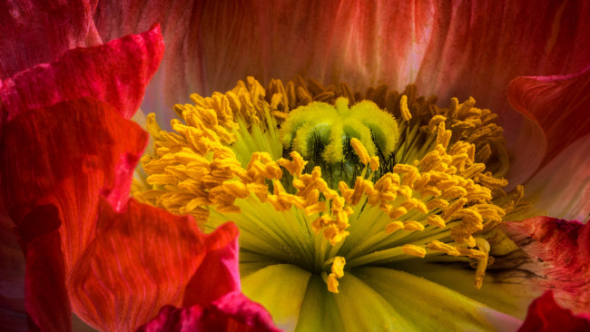 Обои картинки фото цветы, маки, пестик, крупный, план, мак, внутри, цветка, тычинки, цветок, макро, красный