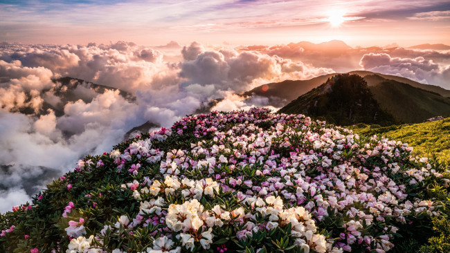 Обои картинки фото природа, горы, цветы, утро, склон, весна, рододендроны, сказочно, солцне, цветение, холмы, солнце, облака, лучи, пейзаж, туман, вид, рассвет, небо