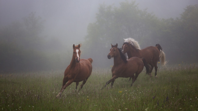 Обои картинки фото животные, лошади, трава, кони, три, тройка, настроение, поле, коня, лошадь, утро, коричневый, конь, природа, туман, деревья, трое, луг, лето, галоп