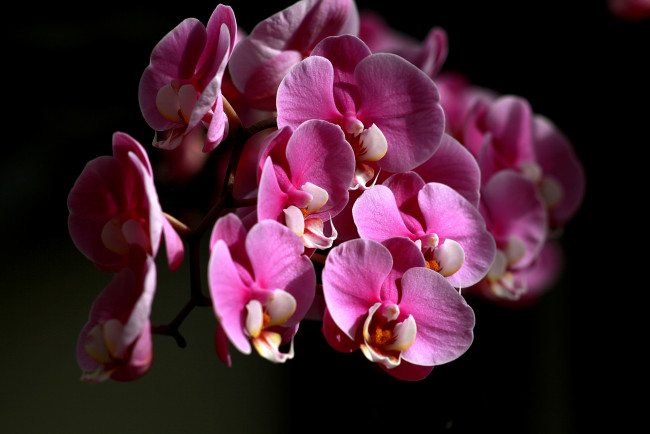 Обои картинки фото цветы, орхидеи, цвет, лепестки, цветение, орхидея