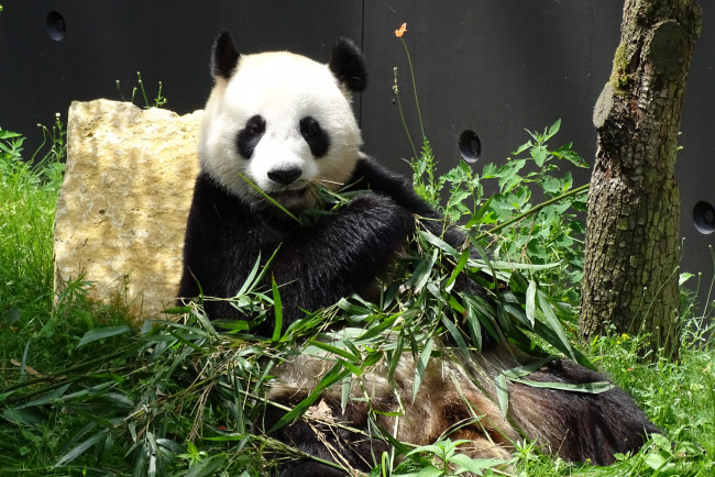 Обои картинки фото животные, панды, окрас, шерсть, панда, лапа, еда, бамбук