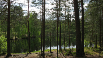 Картинка озеро природа реки озера лес карелия лето июнь деревья