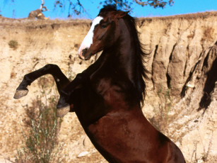 Картинка centauro ll azteca животные лошади