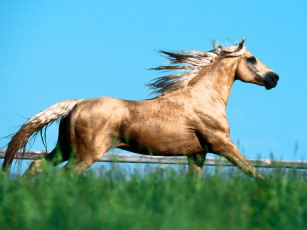 Картинка sunray missouri foxtrotter животные лошади