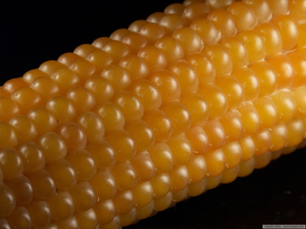 Обои картинки фото еда, кукуруза