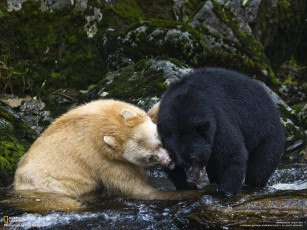 обоя животные, медведи