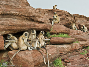 Картинка животные обезьяны камни