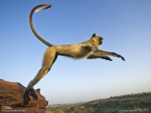 Картинка животные обезьяны прижок