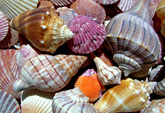 Картинка разное ракушки кораллы декоративные spa камни разноцветный много