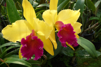 Картинка цветы орхидеи яркий желтый
