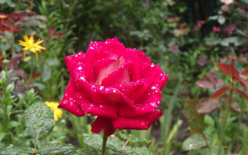 Картинка цветы розы цветник капли