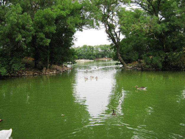 Обои картинки фото животные, утки, река, деревья, птицы