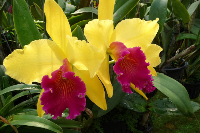 Обои картинки фото цветы, орхидеи, яркий, желтый
