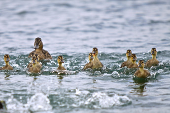 Картинка животные утки мама утята малыши плавание