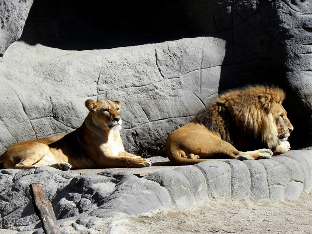 Обои картинки фото животные, львы, зоопарк
