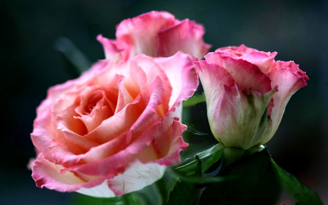 Обои картинки фото цветы, розы, лепестки, розовый