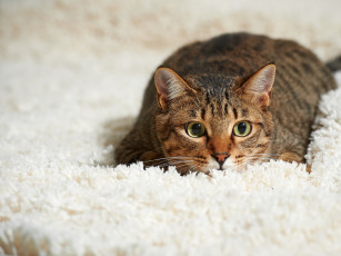 Картинка животные коты взгляд ковёр