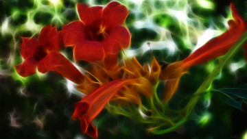 Картинка 3д графика flowers цветы