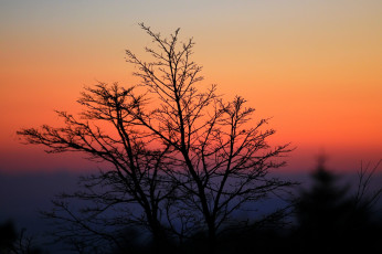 Картинка природа деревья ветки силуэт небо закат