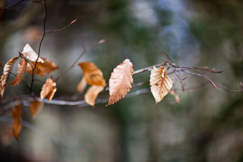 Картинка природа листья осень макро ветка