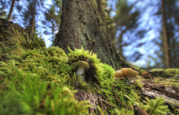 Картинка природа грибы лес мох макро маскировка